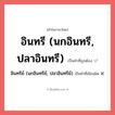 อินทรี (นกอินทรี, ปลาอินทรี) หรือ อินทรีย์ (นกอินทรีย์, ปลาอินทรีย์) เขียนยังไง? คำไหนเขียนถูก?, คำในภาษาไทยที่มักเขียนผิด อินทรี (นกอินทรี, ปลาอินทรี) คำที่ผิด ❌ อินทรีย์ (นกอินทรีย์, ปลาอินทรีย์)