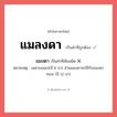 แมลงดา หรือ แมงดา เขียนยังไง? คำไหนเขียนถูก?, คำในภาษาไทยที่มักเขียนผิด แมลงดา คำที่ผิด ❌ แมงดา หมายเหตุ เฉพาะแมลง(มี 6 ขา) ส่วนแมงดาจะใช้กับแมงดาทะเล (มี 12 ขา)