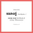 แมลงภู่ หรือ แมลงพู่, แมงภู่ เขียนยังไง? คำไหนเขียนถูก?, คำในภาษาไทยที่มักเขียนผิด แมลงภู่ คำที่ผิด ❌ แมลงพู่, แมงภู่ หมายเหตุ ทั้งชื่อแมลงและหอย
