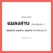 แมลงสาบ หรือ แมลงสาป, แมงสาบ, แมงสาป เขียนยังไง? คำไหนเขียนถูก?, คำในภาษาไทยที่มักเขียนผิด แมลงสาบ คำที่ผิด ❌ แมลงสาป, แมงสาบ, แมงสาป